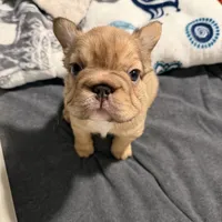 Teddy, a male French Bulldog for sale in Greenville, SC – Photo 3 of 5