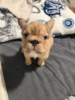 Schmidt, a male French Bulldog for sale in Greenville, SC – Photo 2 of 3