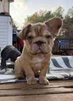 Teddy, a male French Bulldog for sale in Greenville, SC – Photo 5 of 5