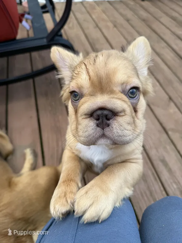 Teddy – French Bulldog puppy for sale in Greenville, SC