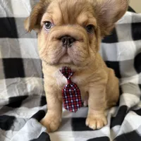 Teddy, a male French Bulldog for sale in Greenville, SC – Photo 2 of 5