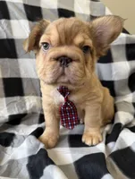 Schmidt, a male French Bulldog for sale in Greenville, SC – Photo 1 of 3