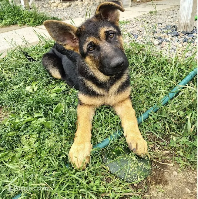 Candy – German Shepherd Dog puppy for sale in Townsend, MA