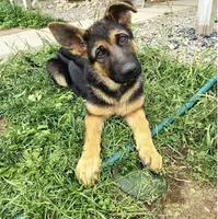 Candy, a female German Shepherd Dog for sale in Townsend, MA – 1 of 4