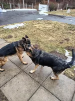 Muffin, a female German Shepherd Dog for sale in Townsend, MA – Photo 6 of 8