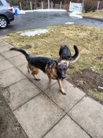 Muffin, a female German Shepherd Dog for sale in Townsend, MA – Photo 8 of 8