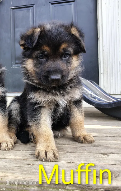 Muffin – German Shepherd Dog puppy for sale in Townsend, MA