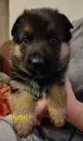 Muffin, a female German Shepherd Dog for sale in Townsend, MA – Photo 2 of 8