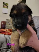 Mabel, a female German Shepherd Dog for sale in Townsend, MA – Photo 1 of 7