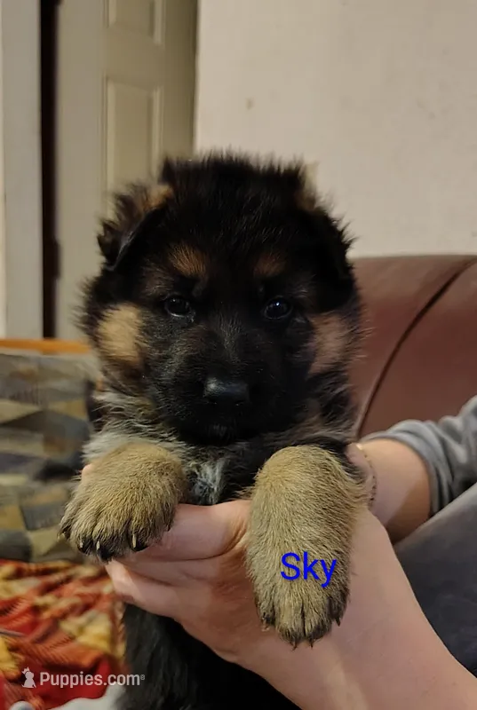 Sky – German Shepherd Dog puppy for sale in Townsend, MA