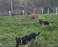 Candy, a female German Shepherd Dog for sale in Townsend, MA – 4 of 4