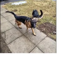 Candy, a female German Shepherd Dog for sale in Townsend, MA – 3 of 4