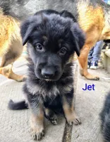 Jet, a male German Shepherd Dog for sale in Townsend, MA – Photo 1 of 8