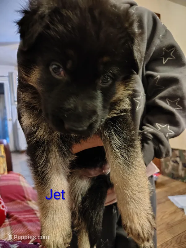 Jet – German Shepherd Dog puppy for sale in Townsend, MA