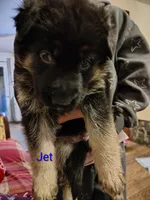 Jet, a male German Shepherd Dog for sale in Townsend, MA – Photo 2 of 8