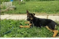 Candy, a female German Shepherd Dog for sale in Townsend, MA – 2 of 4