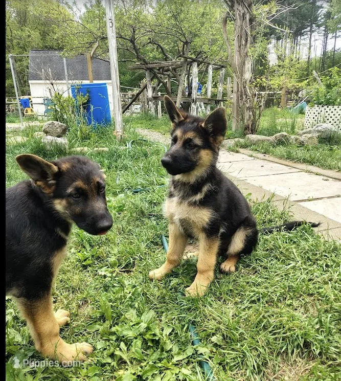Muffin – German Shepherd Dog puppy for sale in Townsend, MA