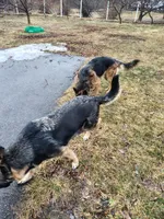 Candy, a female German Shepherd Dog for sale in Townsend, MA – Photo 7 of 8