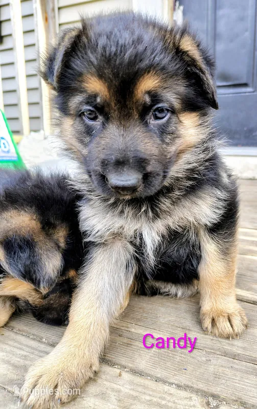 Candy – German Shepherd Dog puppy for sale in Townsend, MA