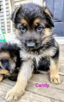 Candy, a female German Shepherd Dog for sale in Townsend, MA – Photo 1 of 8