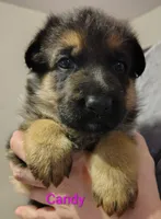 Candy, a female German Shepherd Dog for sale in Townsend, MA – Photo 2 of 8