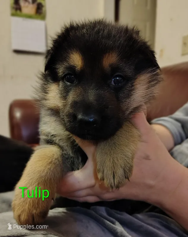 Tulip – German Shepherd Dog puppy for sale in Townsend, MA