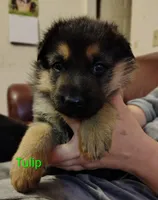 Tulip, a female German Shepherd Dog for sale in Townsend, MA – Photo 1 of 7