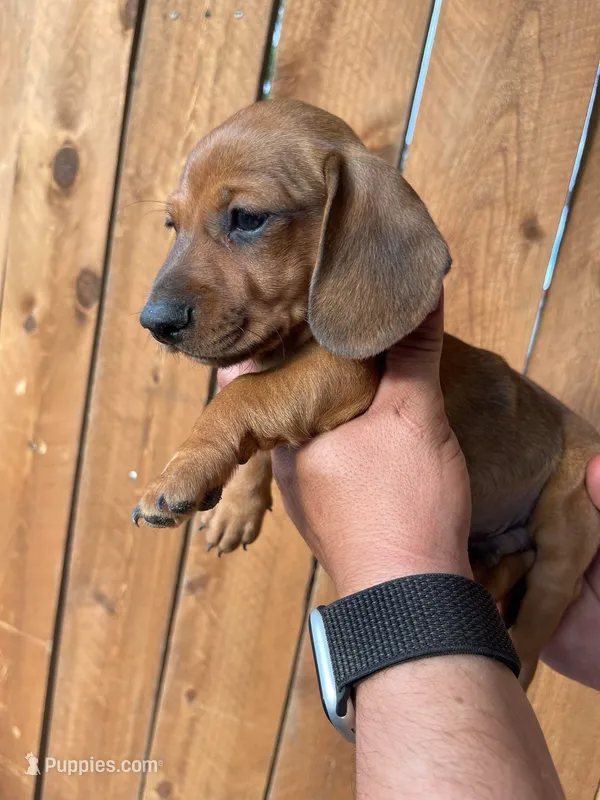 Archie – Miniature Dachshund puppy for sale in Tempe, AZ