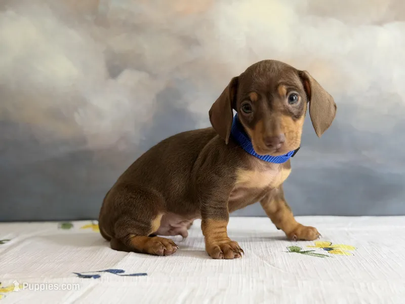 Chip – Miniature Dachshund puppy for sale in Tempe, AZ