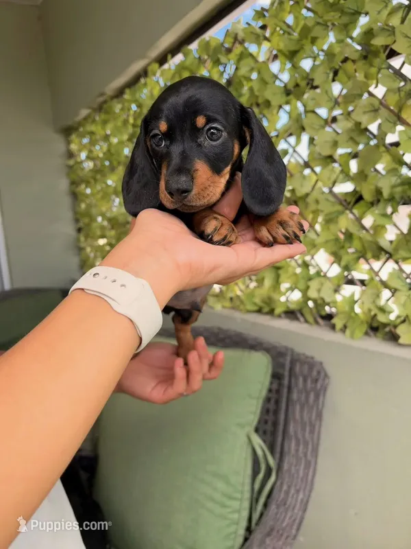 Teddy – Miniature Dachshund puppy for sale in Tempe, AZ