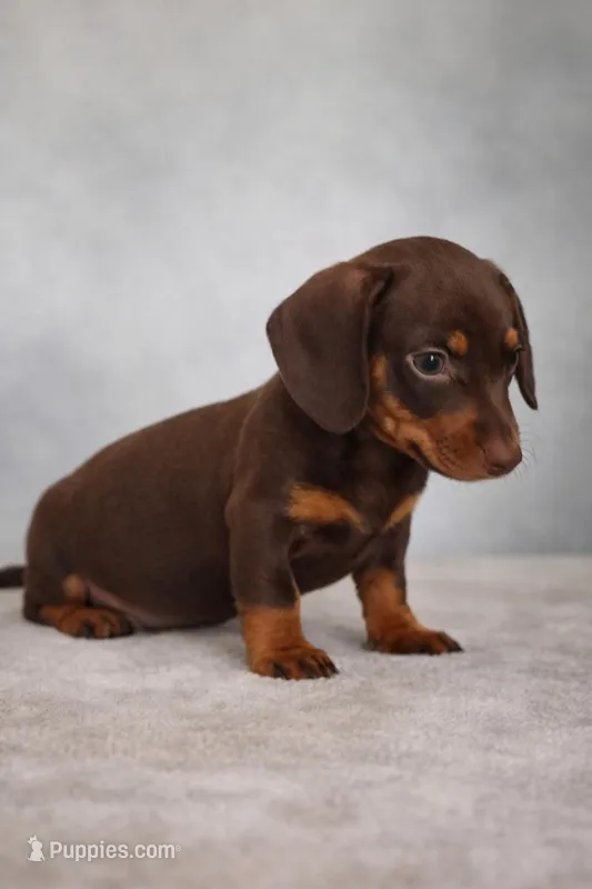 Luna, a female Miniature Dachshund for sale in Tempe, AZ – Photo 1 of 1