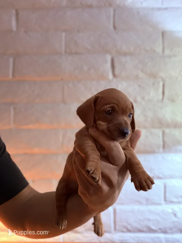 Bruno – Miniature Dachshund puppy for sale in Tempe, AZ