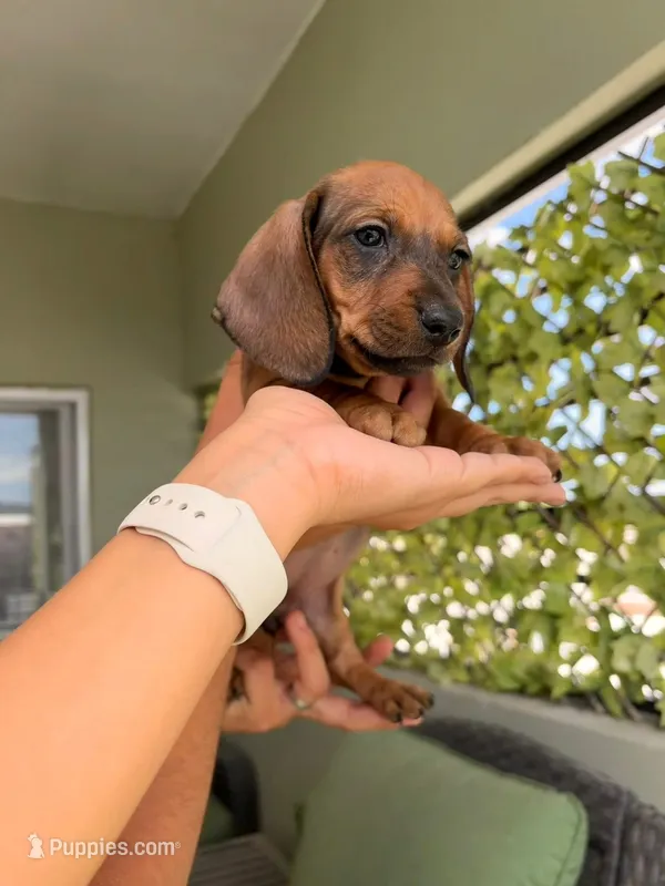 milo – Miniature Dachshund puppy for sale in Tempe, AZ