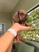 milo, a male Miniature Dachshund for sale in Tempe, AZ – 1 of 1