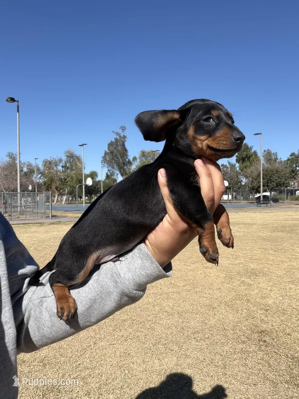 Jackson – Miniature Dachshund puppy for sale in Tempe, AZ