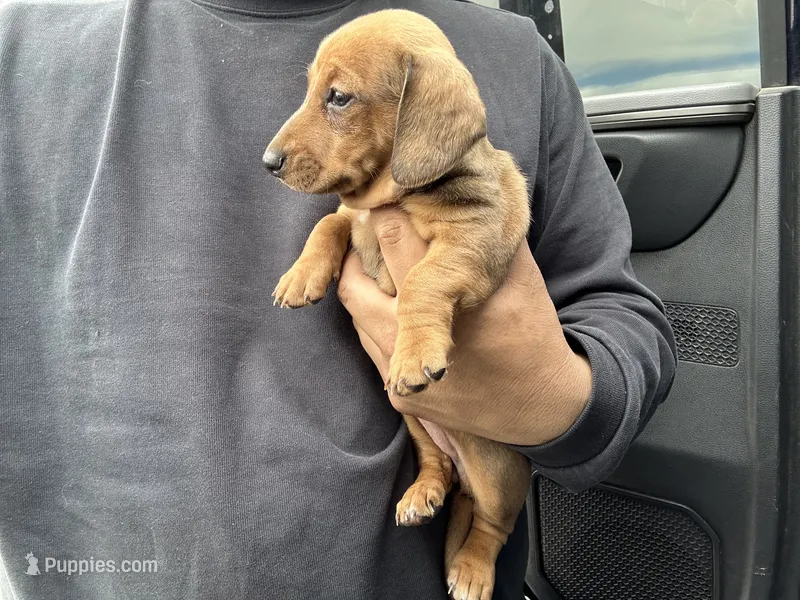 Rosie – Miniature Dachshund puppy for sale in Tempe, AZ