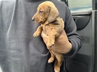 Rosie, a female Miniature Dachshund for sale in Tempe, AZ – 1 of 1