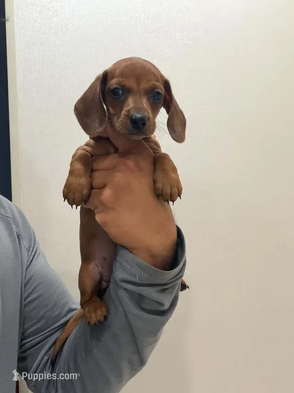 Daisy  – Miniature Dachshund puppy for sale in Tempe, AZ