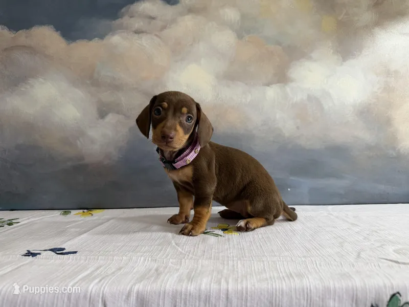 Cocoa, a female Miniature Dachshund for sale in Tempe, AZ – Photo 1 of 1