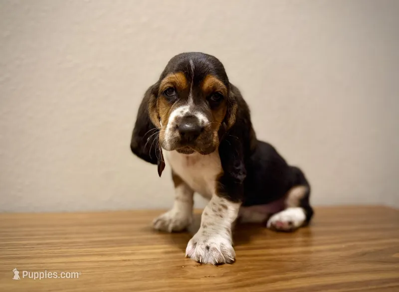 Amanda , a female Basset Hound for sale in Tempe, AZ – Photo 1 of 1