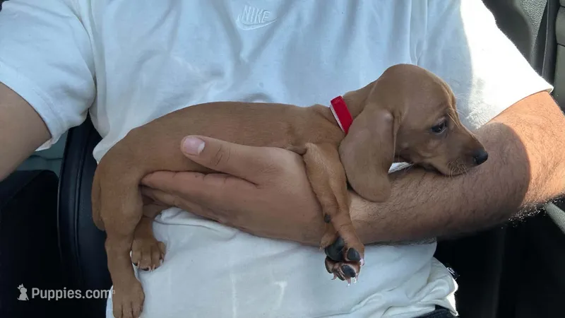 Teddy – Miniature Dachshund puppy for sale in Tempe, AZ