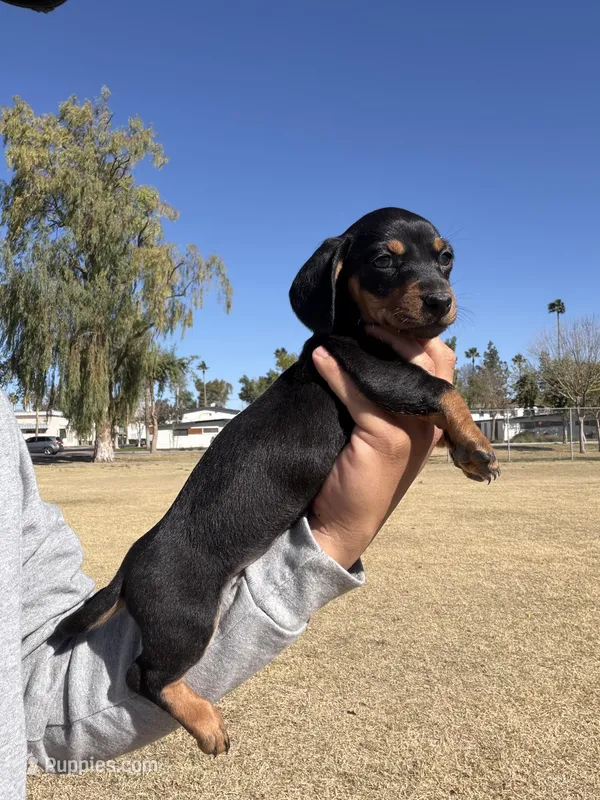 Molly  – Miniature Dachshund puppy for sale in Tempe, AZ