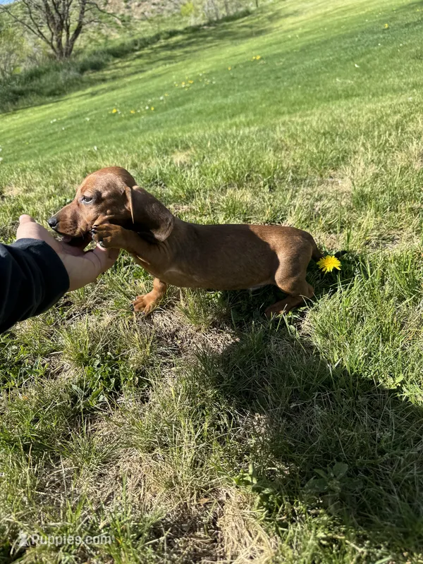 Rosie – Miniature Dachshund puppy for sale in Tempe, AZ