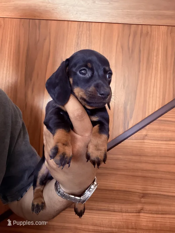Chica – Miniature Dachshund puppy for sale in Tempe, AZ