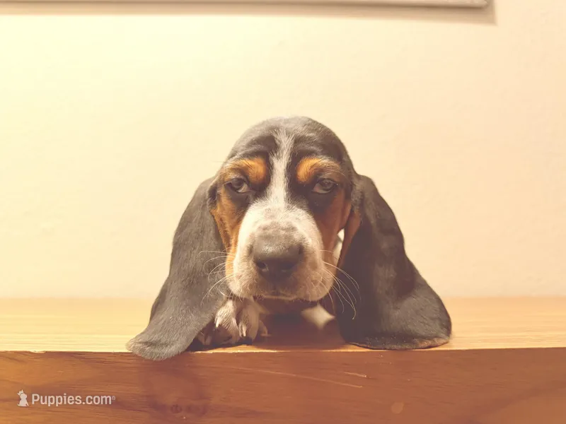 Bella, a female Basset Hound for sale in Tempe, AZ – Photo 1 of 1