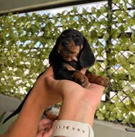 Daisy , a female Miniature Dachshund for sale in Tempe, AZ – 1 of 1
