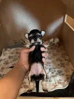 Black girl #2, a female Morkie for sale in Corona, CA – 1 of 1
