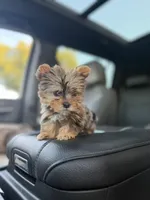 Teacup Mouse, a male Yorkshire Terrier for sale in Corona, CA – Photo 2 of 2