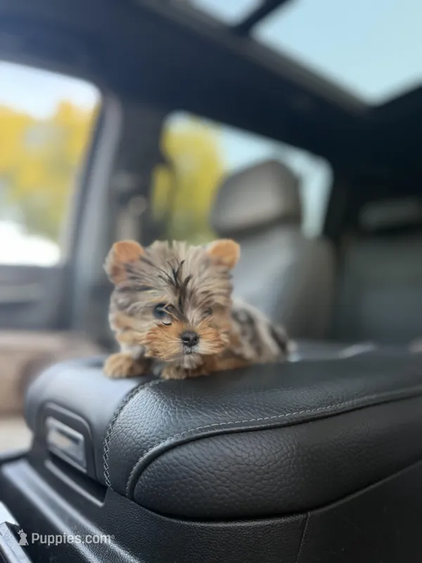 Teacup Mouse – Yorkshire Terrier puppy for sale in Corona, CA