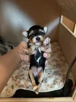 Black girl #1, a female Morkie for sale in Corona, CA – 1 of 1